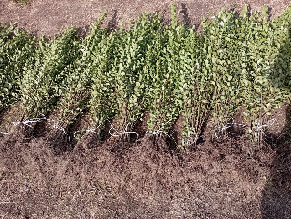 Лигуструм (жив плет)