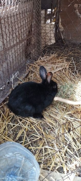 Кроликки и его детишки.