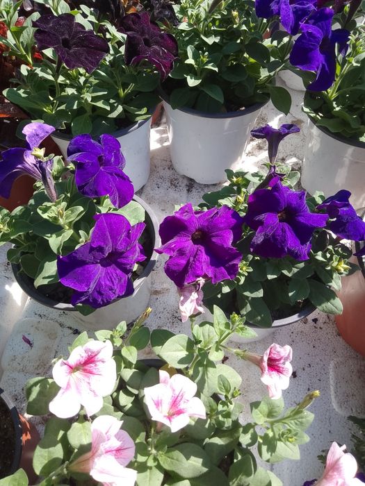 Многолетние и комнатные цветы