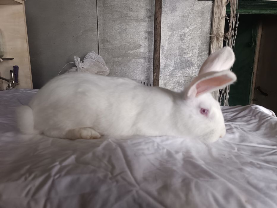 Продам кроликов белый панон