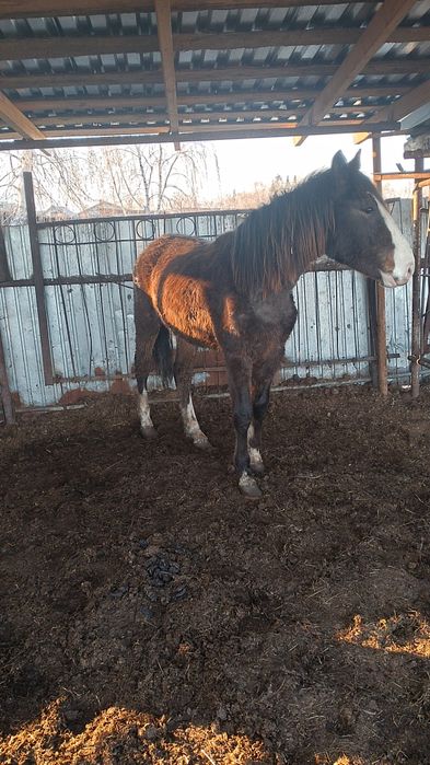 Продам кабылу и жеребчика