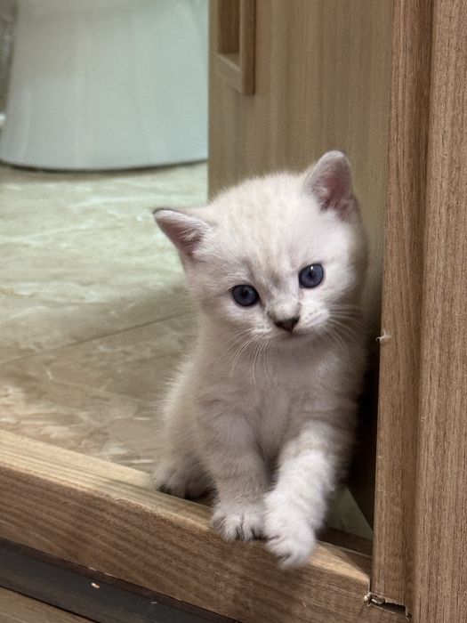 Скоттиш фолд и Скоттиш страйт