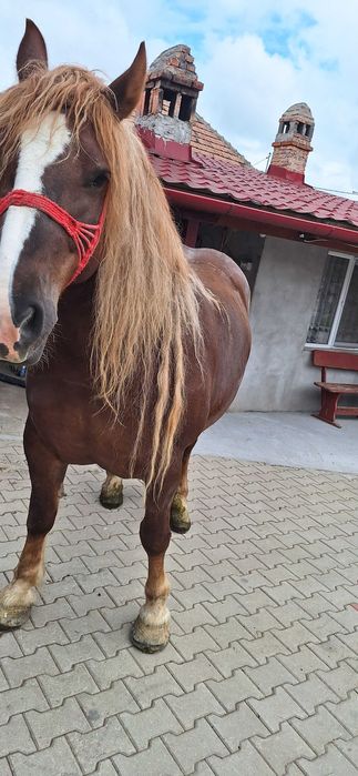 Vând iapă de 5 pe 6 ani blândă cuminte bună de ham sau schimb cu viței înțărcați