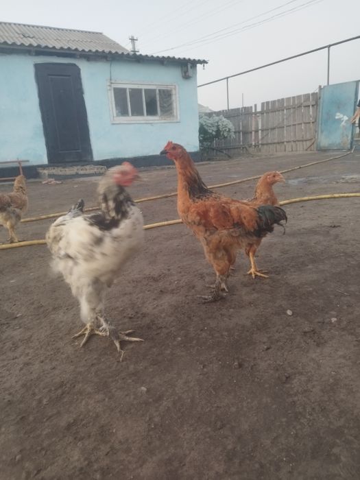 цыплята вывод февраль