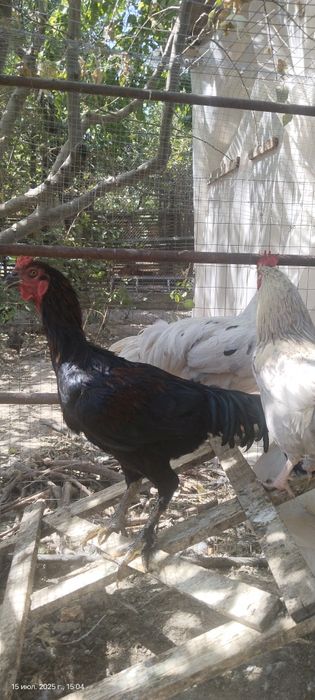 Голландские петухи