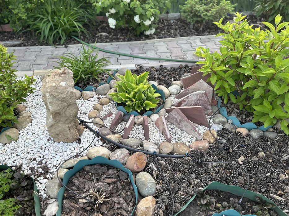 Сортовые хосты, медуница