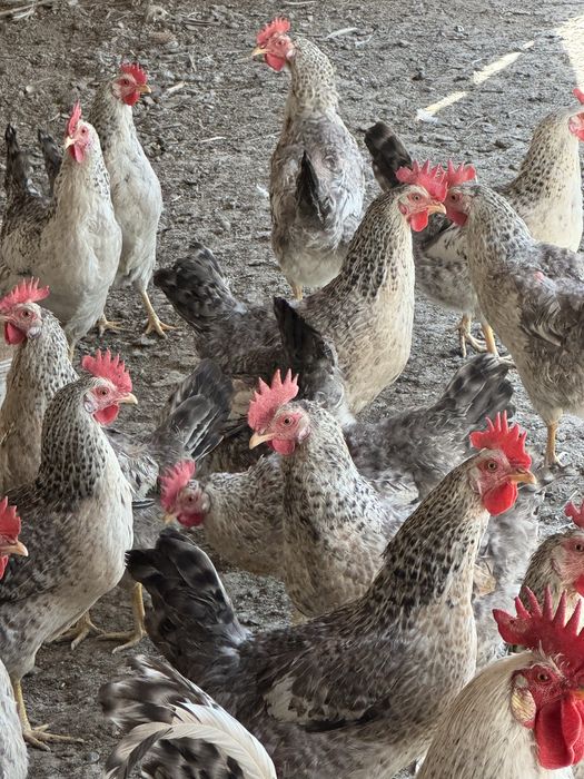 Инкубационные яйцо