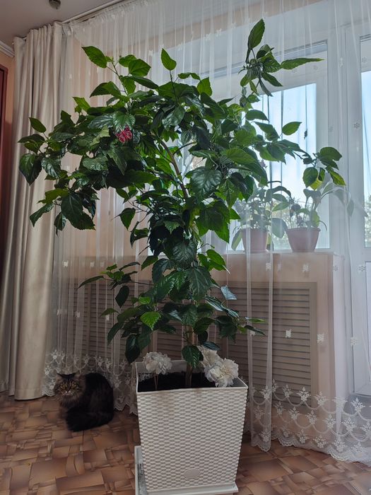 Китайская роза с горшком