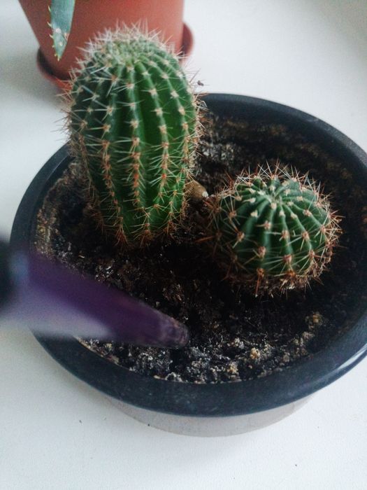 Кактус эхинопсис