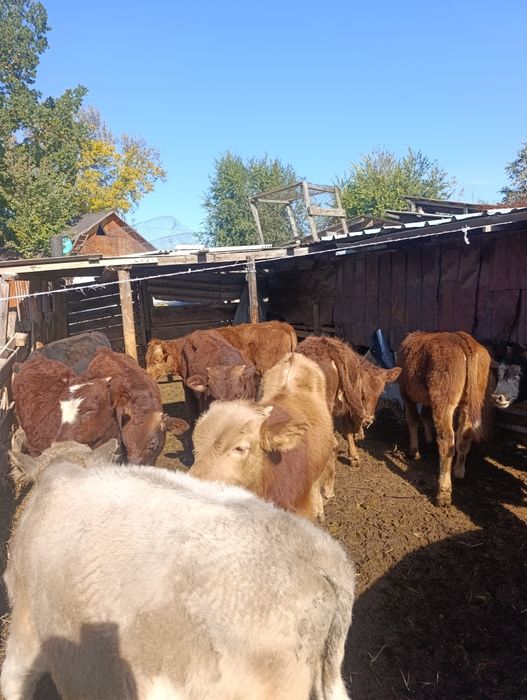 Продам бычки подсосных