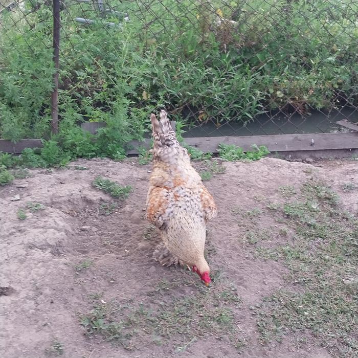Продам домашний петух.