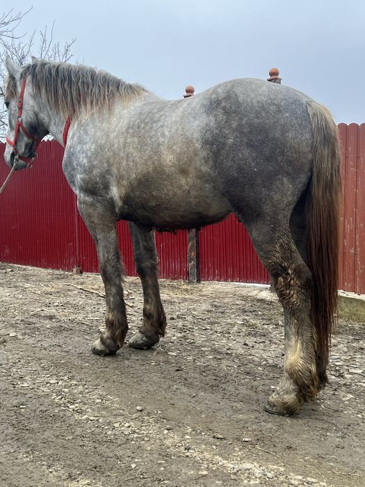 Vand  armasar de 2 ani