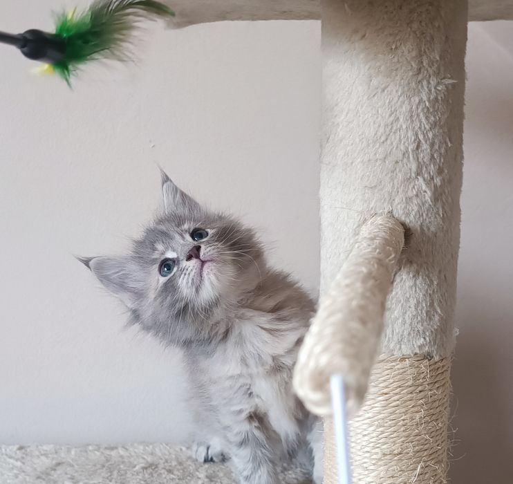 Котенца Мейн Куун