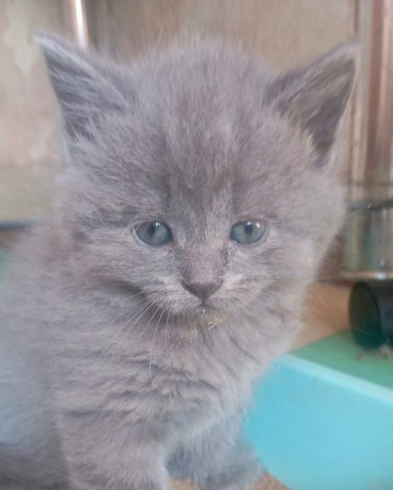 Котята шотландцы