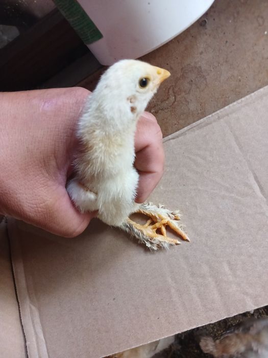 Продам брама цыплят
