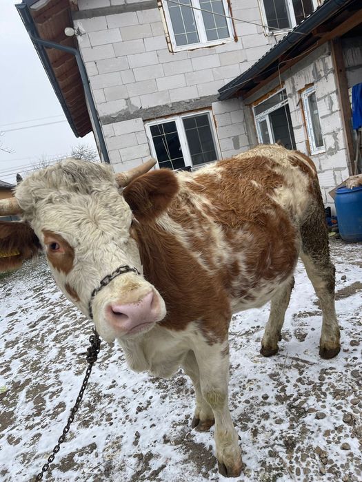 Vând jurincă bălțată romanescă