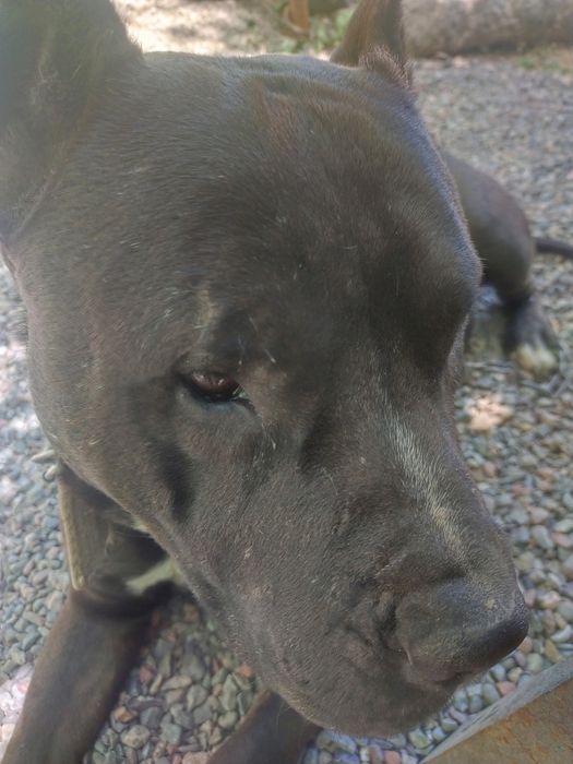 Продам Питбультерьера