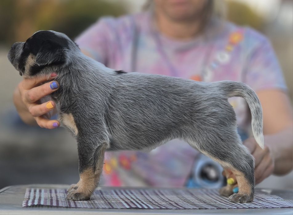 Australian Cattle Dog - femela