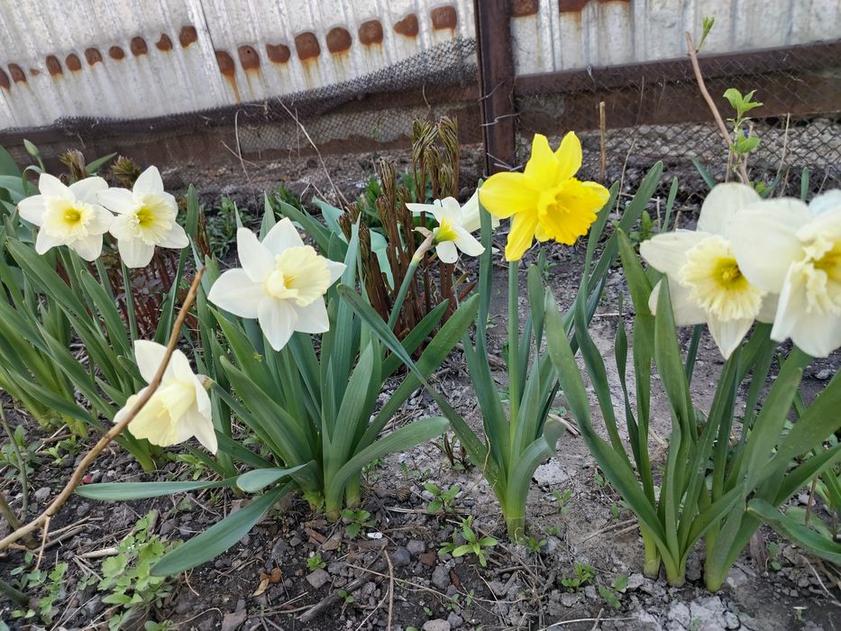 Сирень дерево (5лет)
