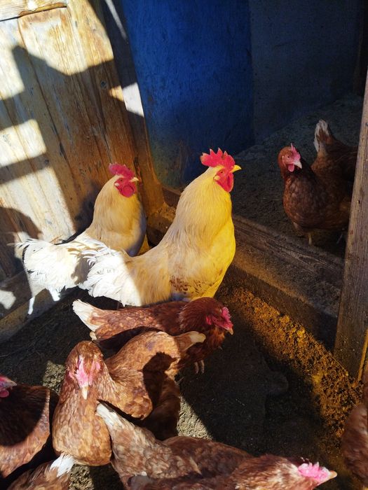 Продам петуха ,ломан браун