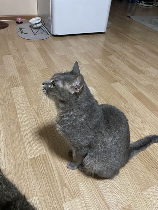 Кошку в добрые руки
