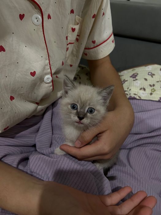 Сиамский котенек