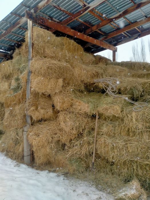 Сено,шоп,жонышка.