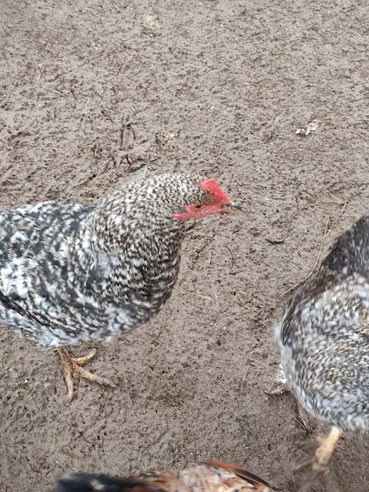 Петухи домашниее