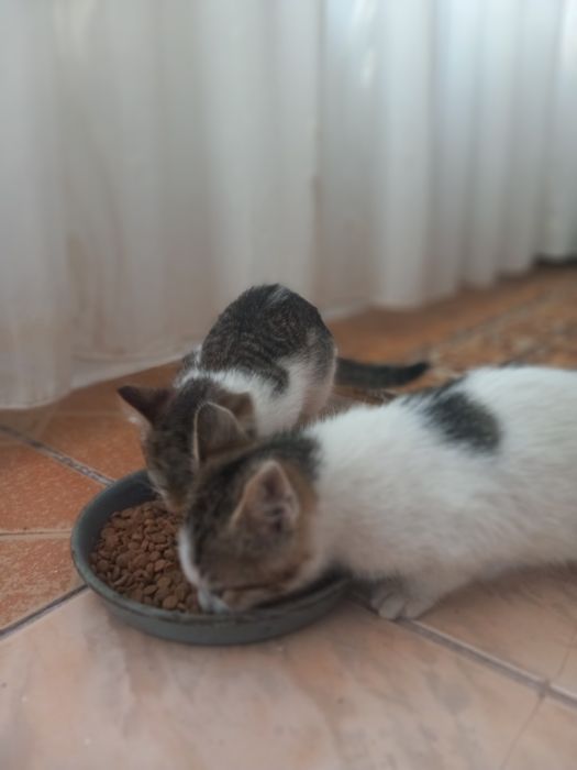 Adopție pisici (gratis)