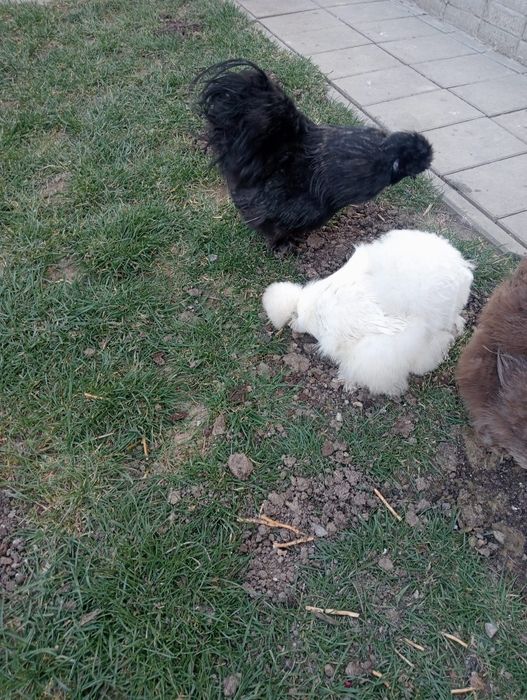 Vând ouă mătase japoneza