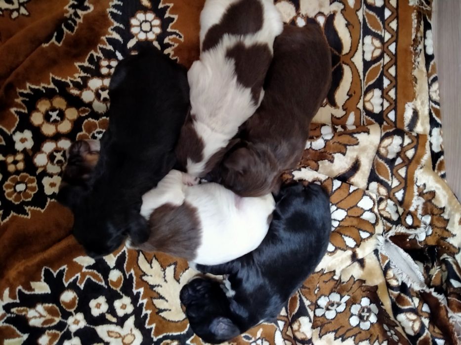 Спаниельки Очеровашки