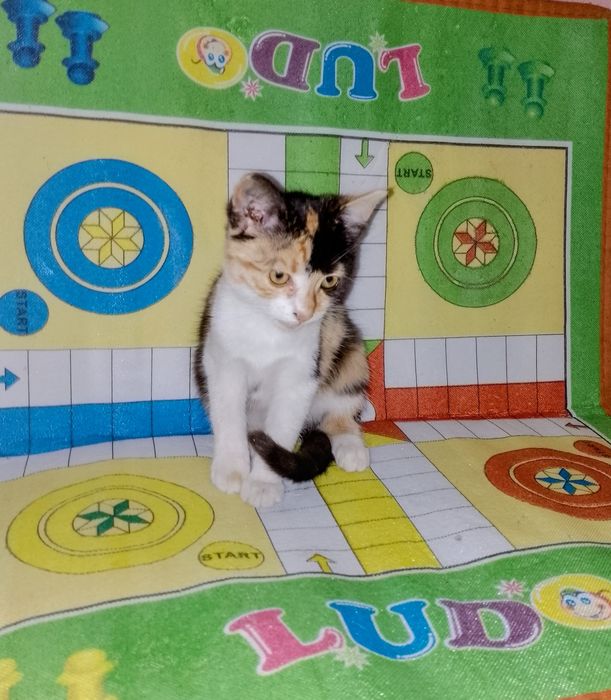 Подарявам малко котенце