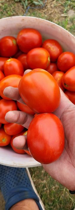 Rosii prunisoara HEINZ si gogosar BIHAR