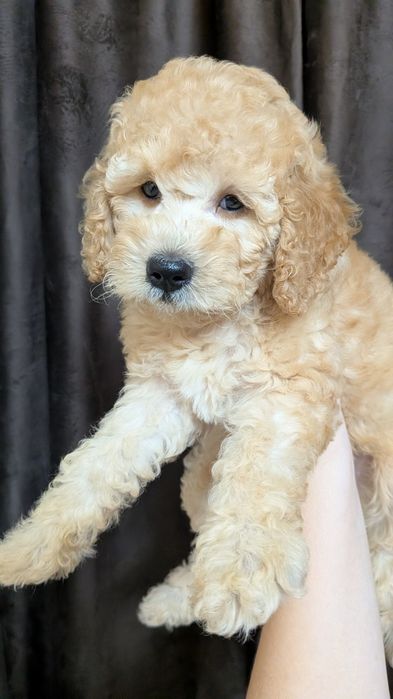 Щенок миниатюрного пуделя