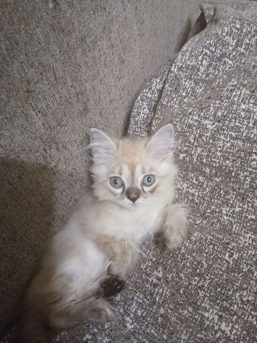 Сиамские красивые котята