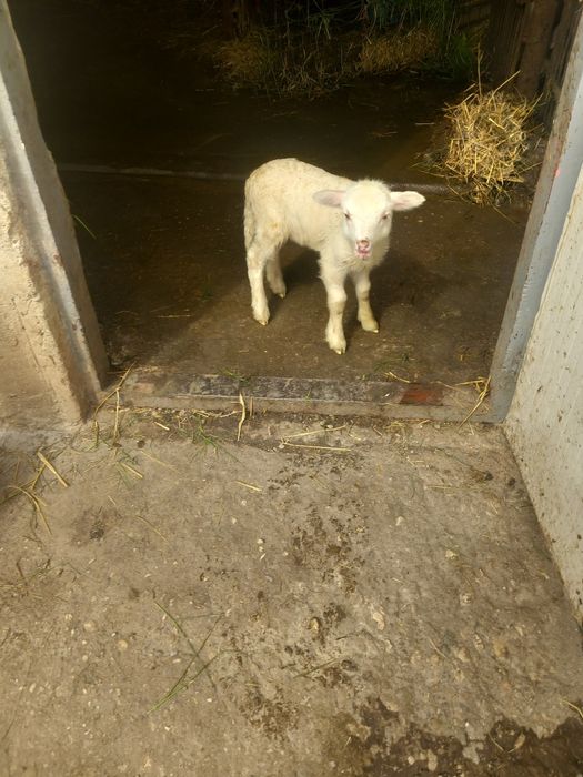 Vând un miel de 2 săptămâni