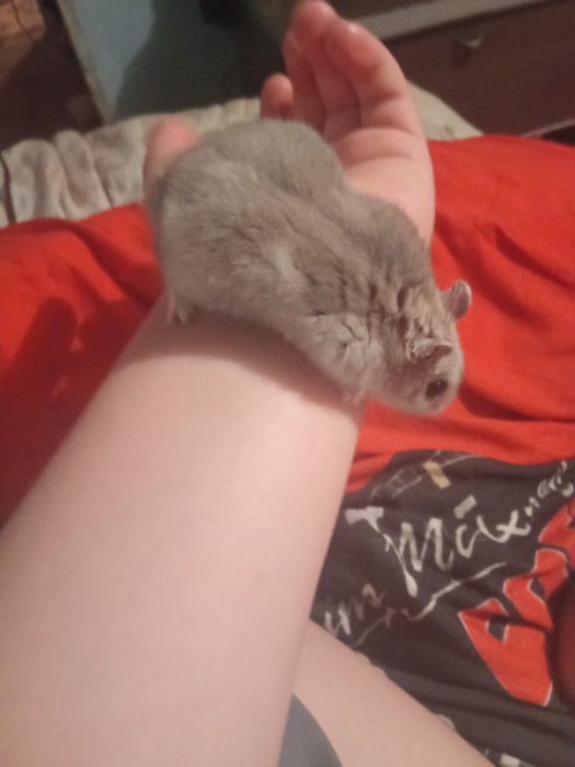 Хомячок хороший 2 месяца