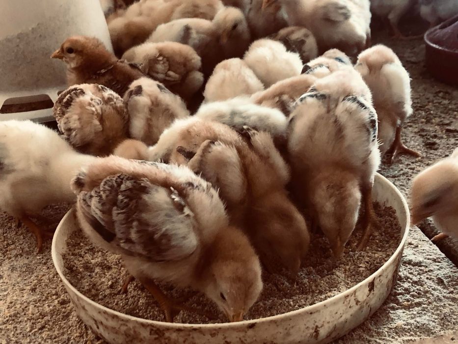 Pui de vanzsre de ls o zi la 21 zile