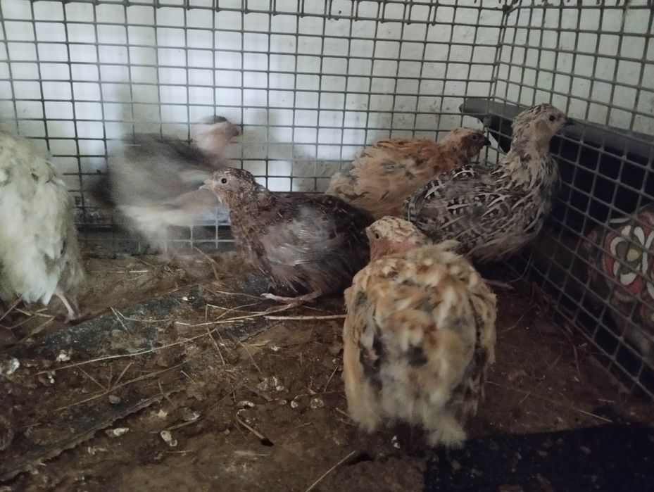 Бөдене . 9 штук  жаксы