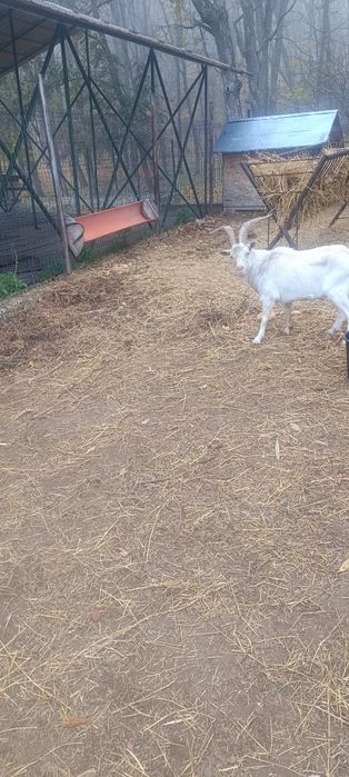 Țap sannen pentru monta