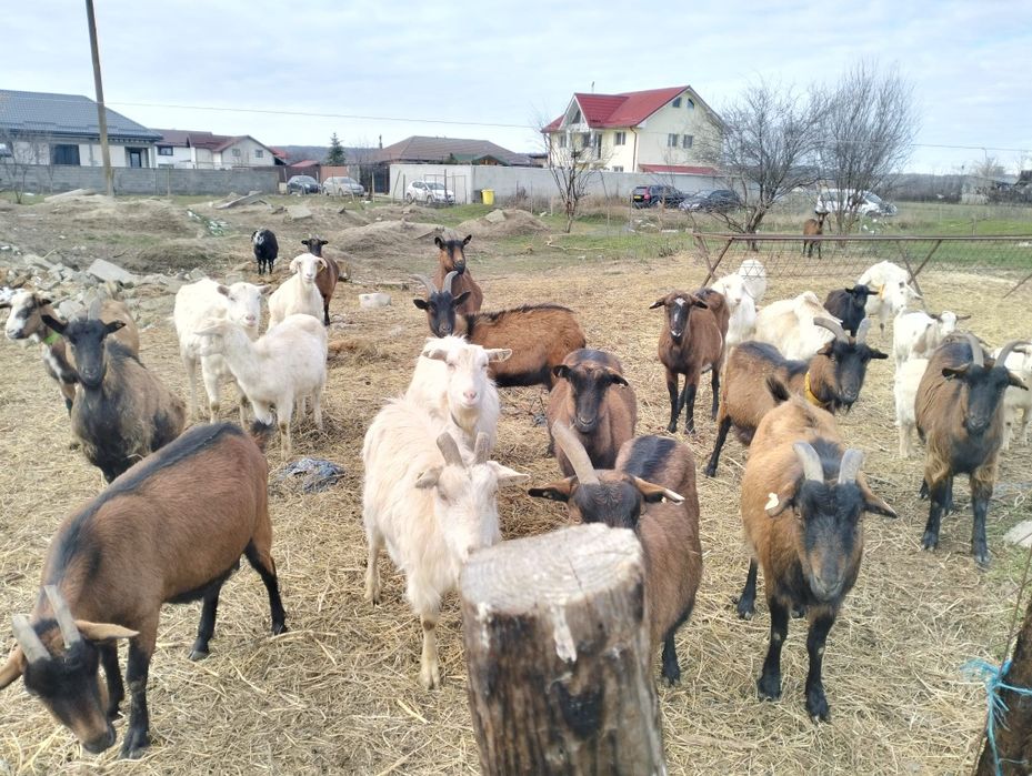 Vând capre originale