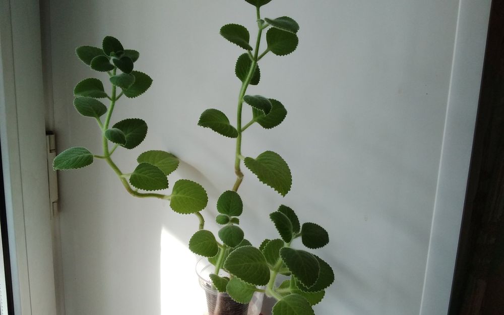 Продам   мяту комнатную