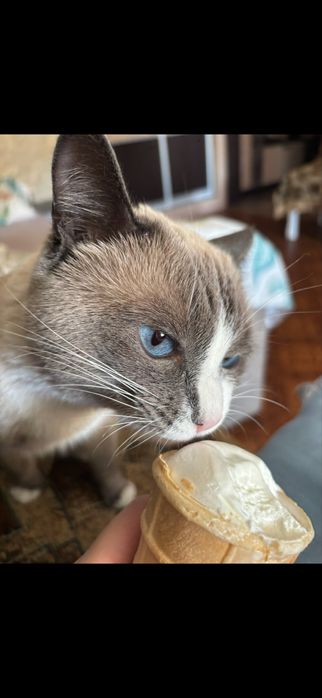 Отдам котика в добрые руки