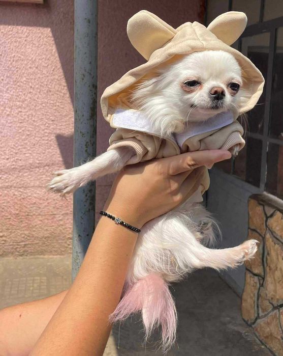 Мини чихуахуа женско