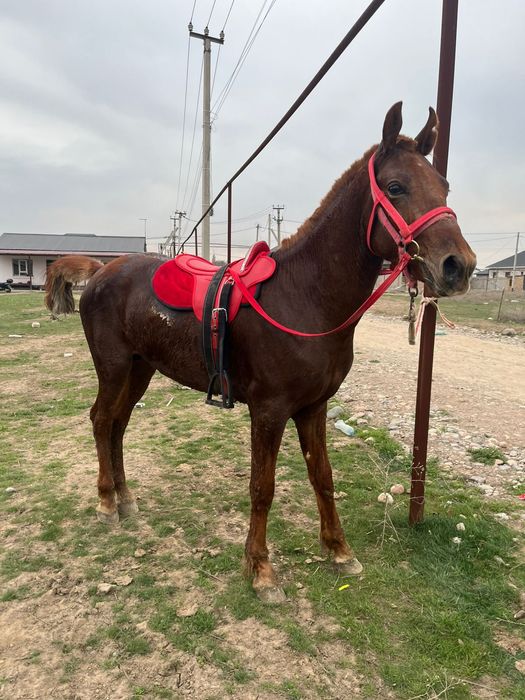 Продам лошадь!!!