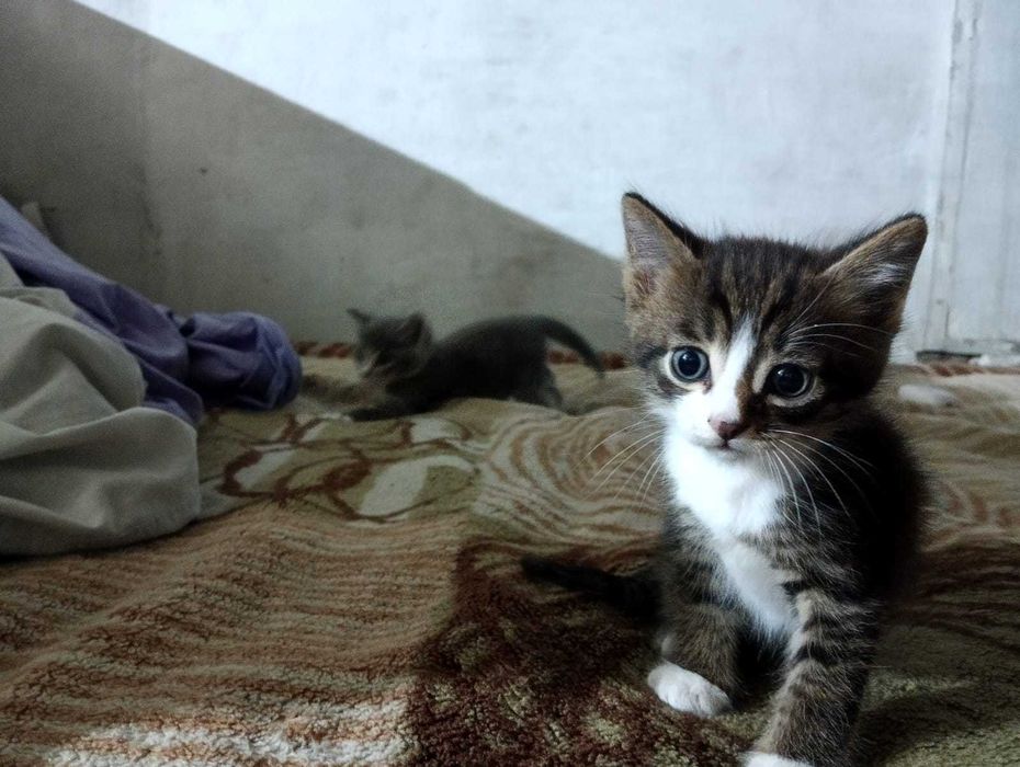 Отдам котят 1,5 месяца