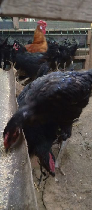 Кора Шахзода жужа хурозлари сотилади