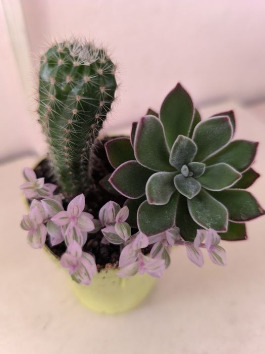 Суккуленты разные недорого продам