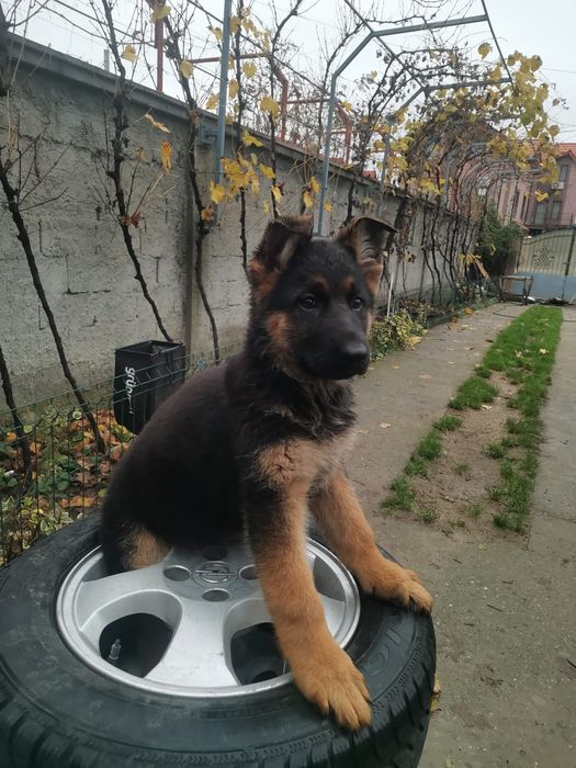 Femela ciobanesc german