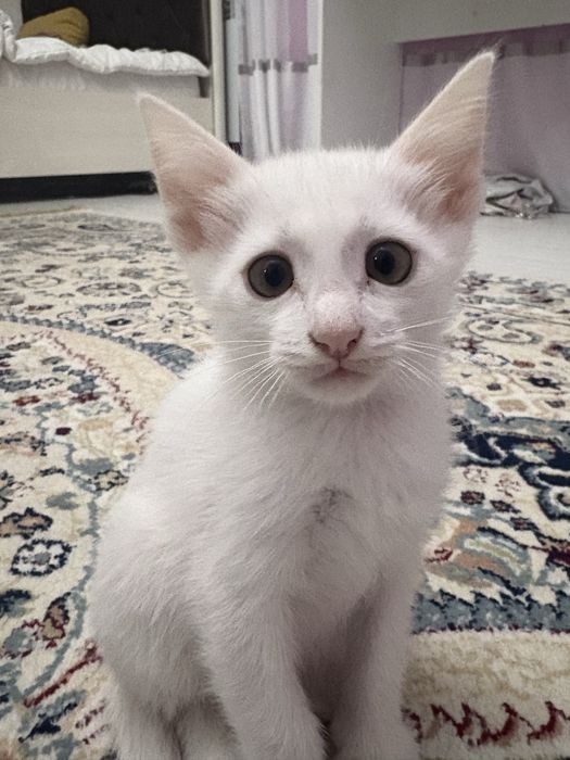 Отдаю котят даром